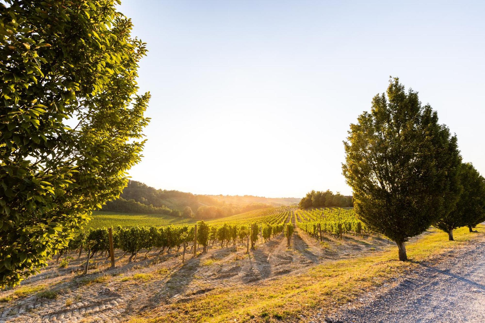 Tenuta La Meirana Gavi 빌라 외부 사진