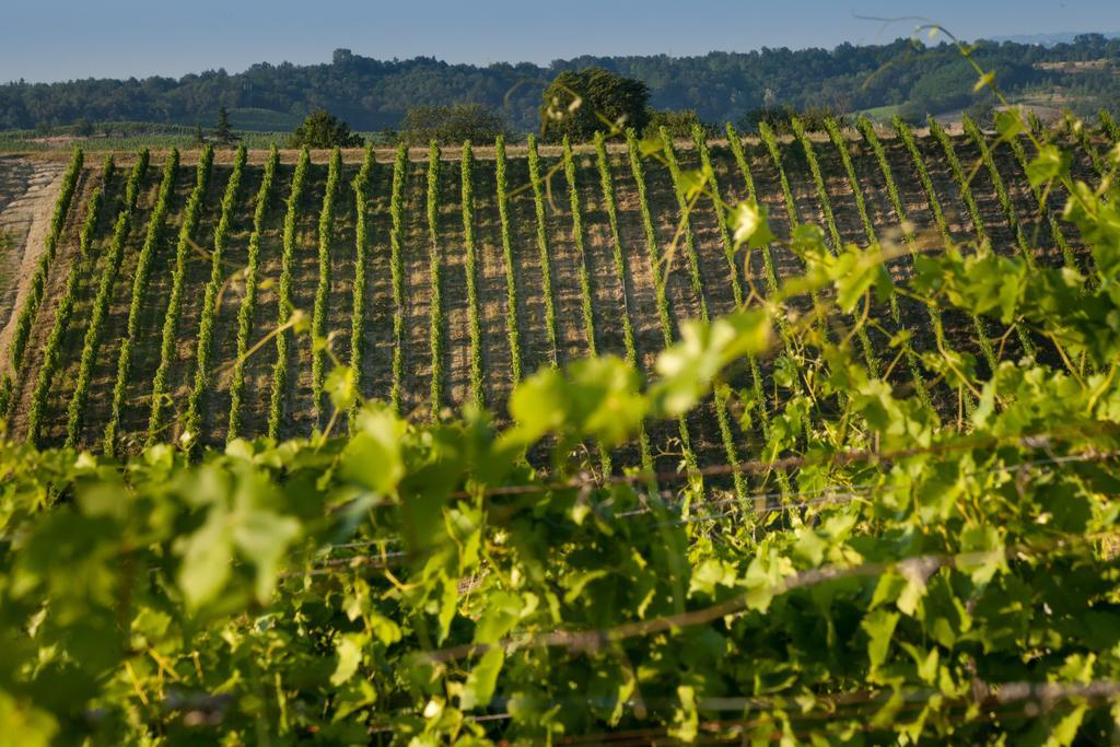 Tenuta La Meirana Gavi 빌라 외부 사진